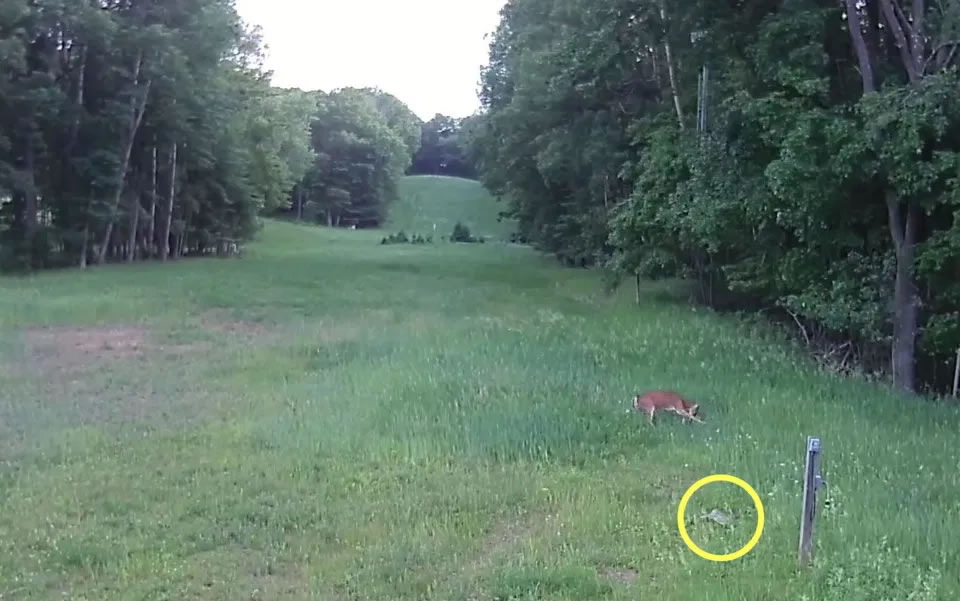 美国威斯康辛州一只兔子遭攻击 小鹿挺身而出踩死红尾鵟