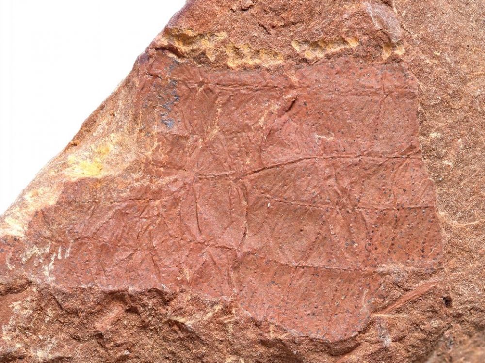 法国列万发现的化石表明3.1亿年前石炭纪晚期