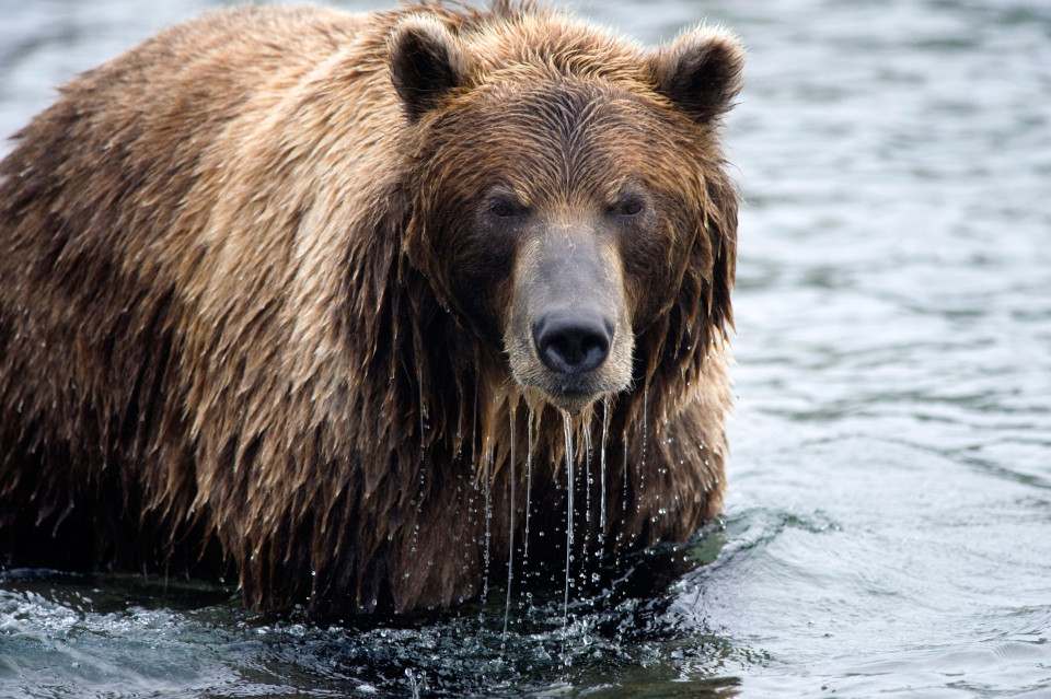 ����˹һ�Է���ɭ���б�����Ұ��׷ɱ �����ϲ��Բ���10���漣����