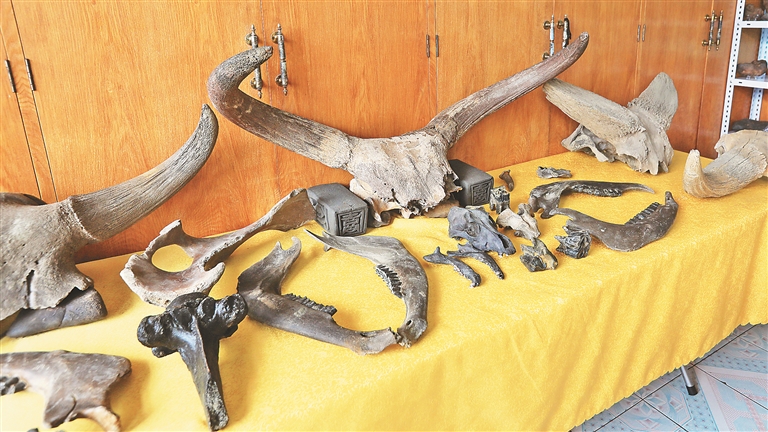 各种第四纪化石：三个牛头骨分别是东北野牛、原始牛与王氏水牛。