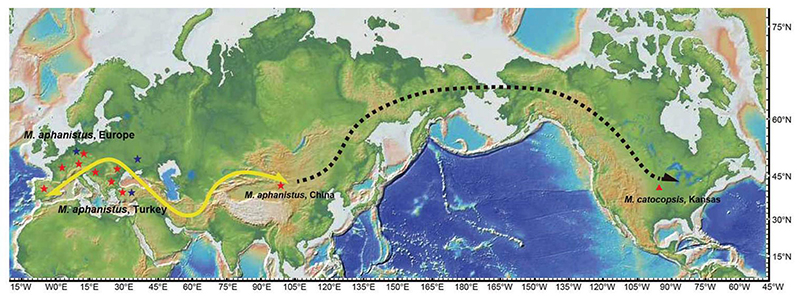 剑齿虎属自欧亚向北美的迁移