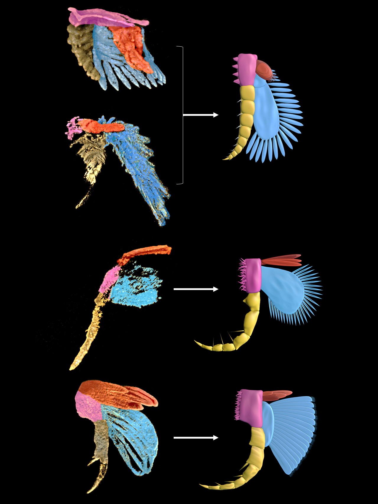 利用显微CT研究发现早寒武世澄江生物群节肢动