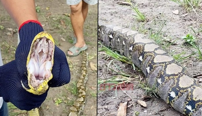 泰国春武里府班邦县4公尺大蟒蛇一口气吃了养鸡场8只名种斗鸡