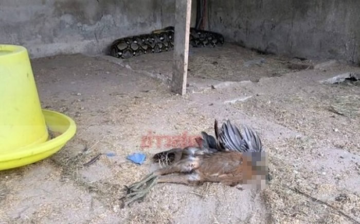 泰国春武里府班邦县4公尺大蟒蛇一口气吃了养鸡场8只名种斗鸡