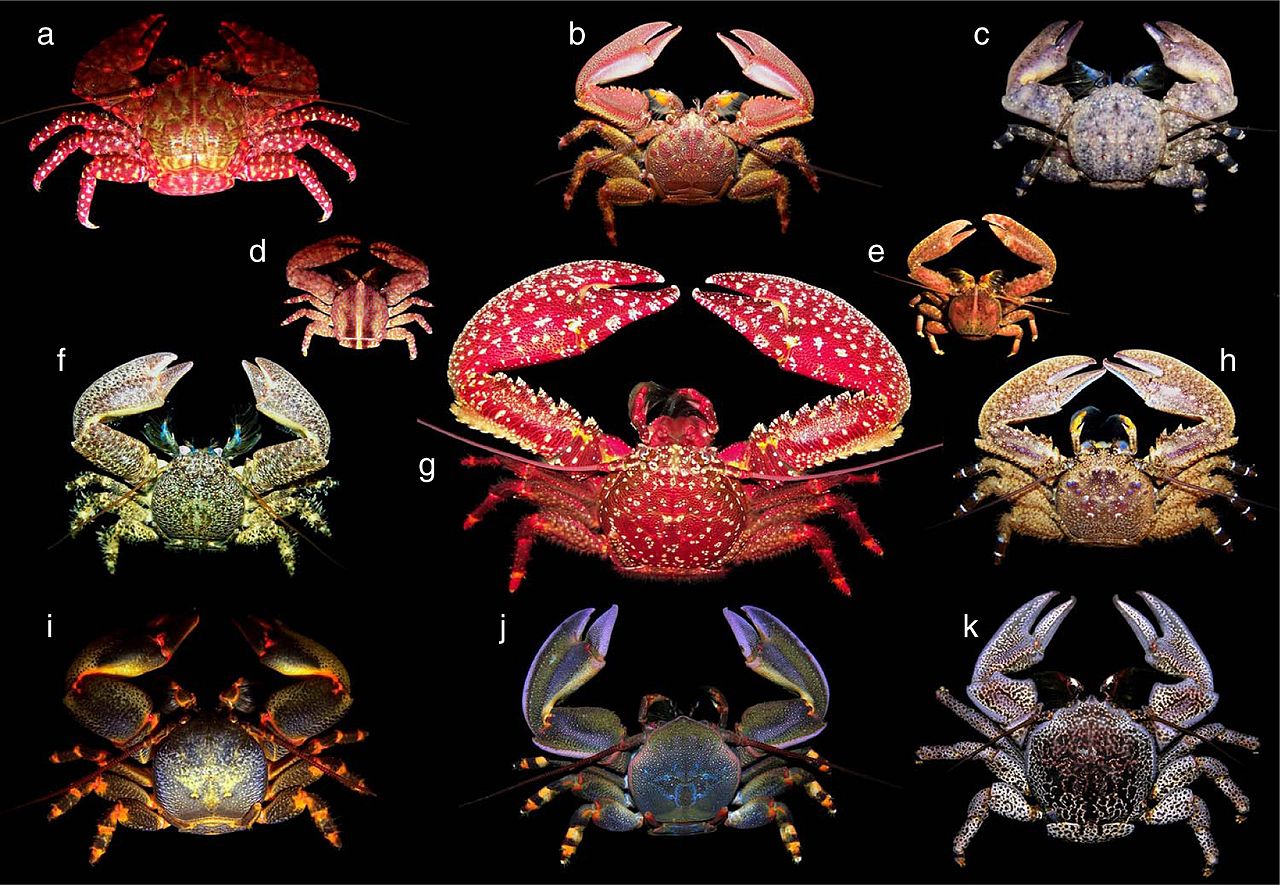 外星生命是否有可能具有像螃蟹一样的形态？