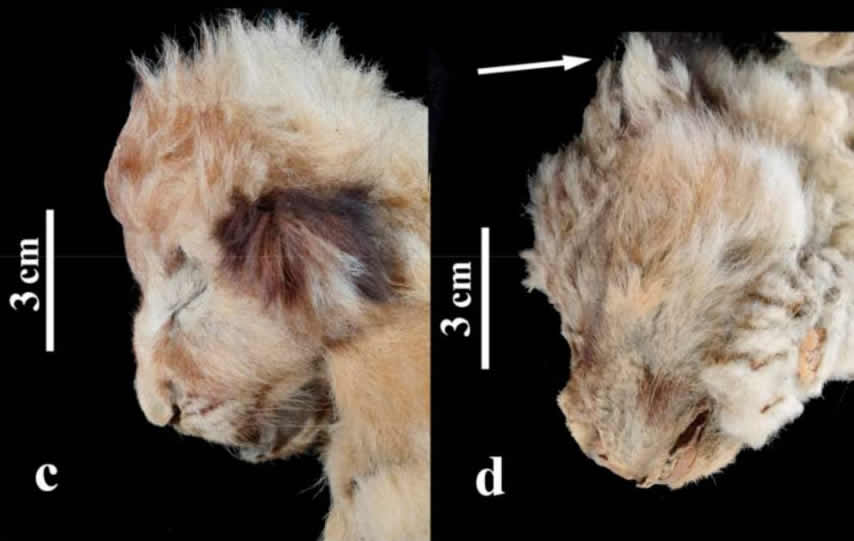 发现两只数万年前的冰河时期狮子幼崽遗骸