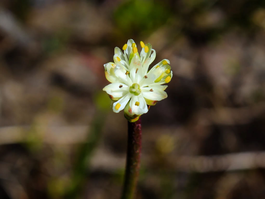 һµʳֲTriantha occidentalis