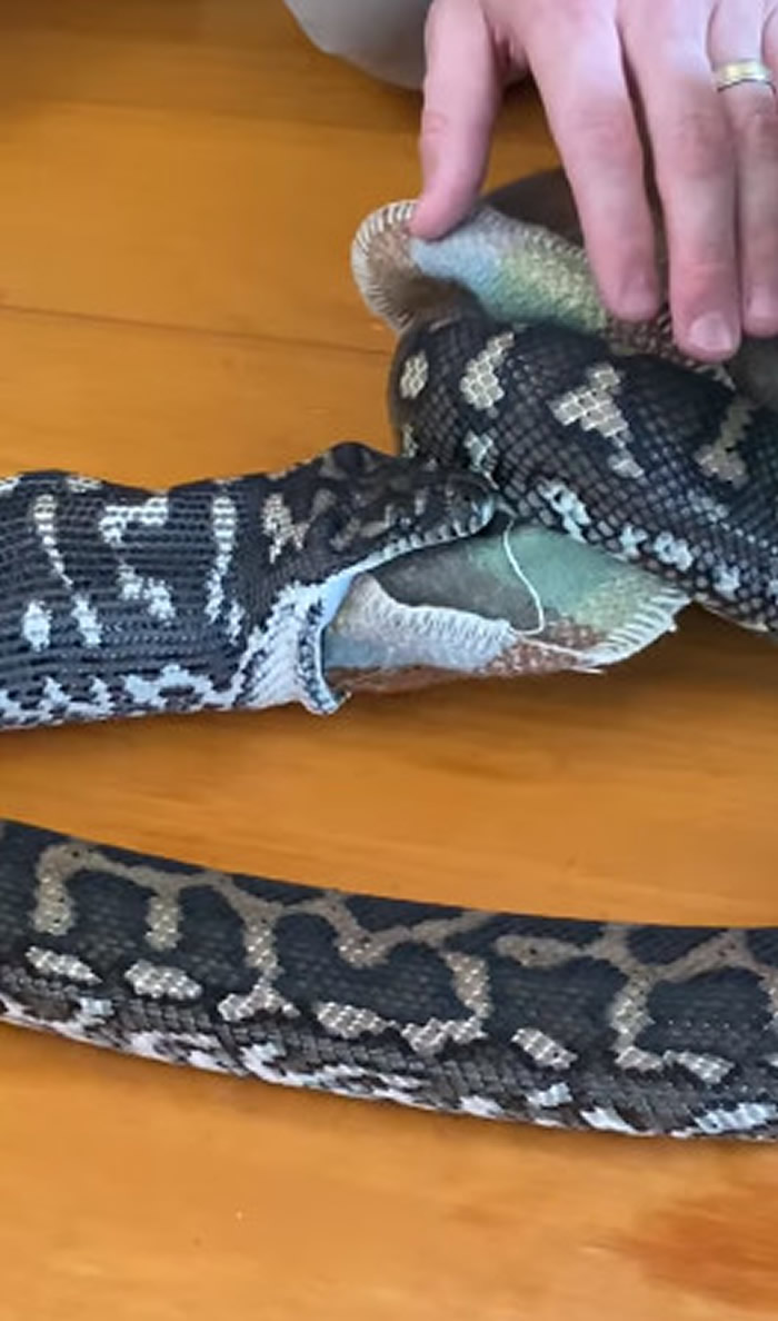 澳洲阳光海岸一处民宅遭蟒蛇入侵 竟咬住地毯吞进去