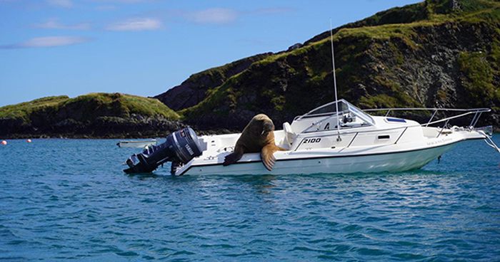 整艘船倾斜了：英国爱尔兰海象Wally四处探索爬上船休息