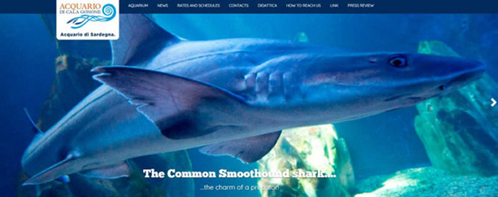 意大利撒丁岛的卡拉古诺水族馆两头母灰星鲨独自栖息10年竟产下小鲨鱼　