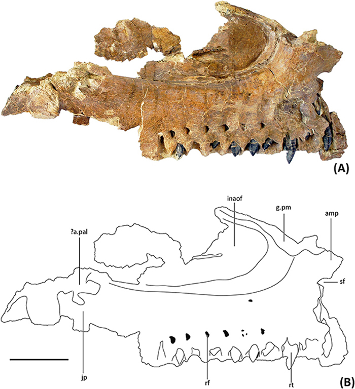 ӼǱ걾YJDM 00008Ƭͼ(ο Ӱͼ)