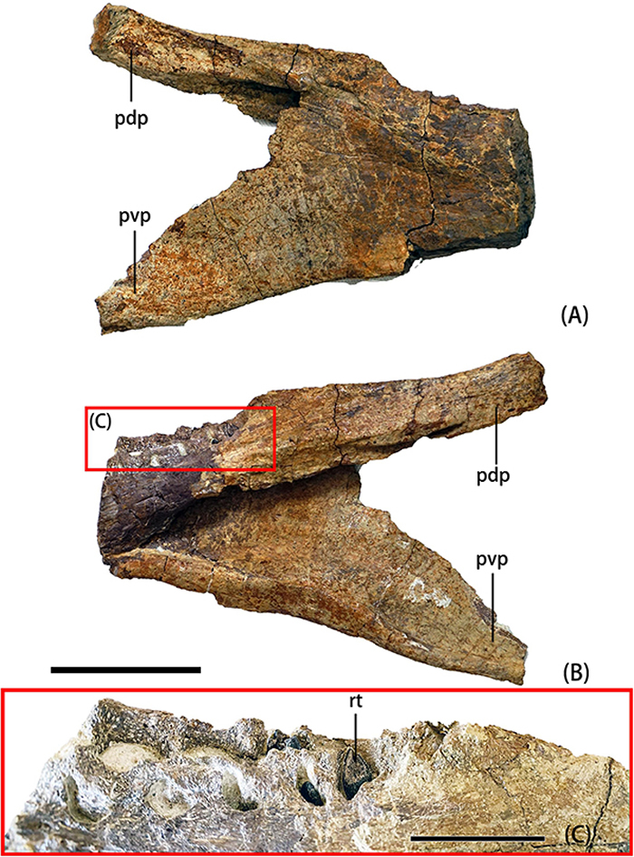 ӼݹǱ걾YJDM 00006Ƭ(ο Ӱ)