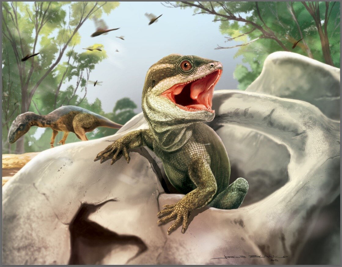 阿根廷三叠纪地层的头骨化石揭示鳞龙类爬行动物类群的起源和崛起