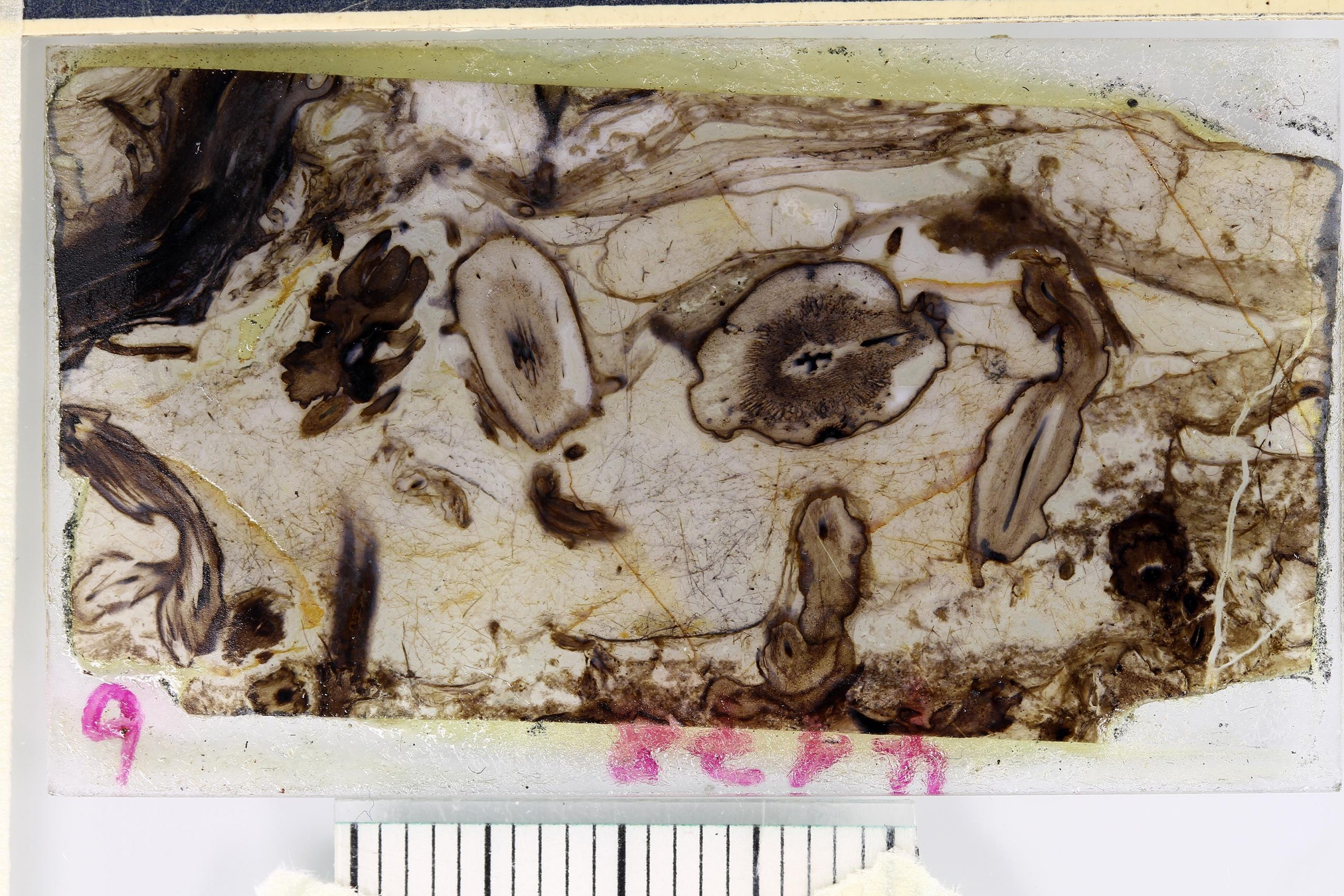 安装在玻璃幻灯片上的4.07亿年前的Rhynie白垩的薄片，显示了保存在其中的植物化石的惊人的保存。德国明斯特大学的古植物学收藏中的标本编号为4178。比例尺上