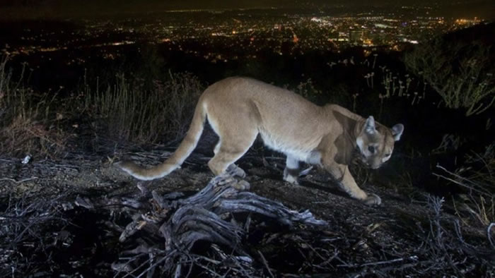 美国加州5岁男童玩耍时遭美洲狮袭击 母亲赤手空拳击退