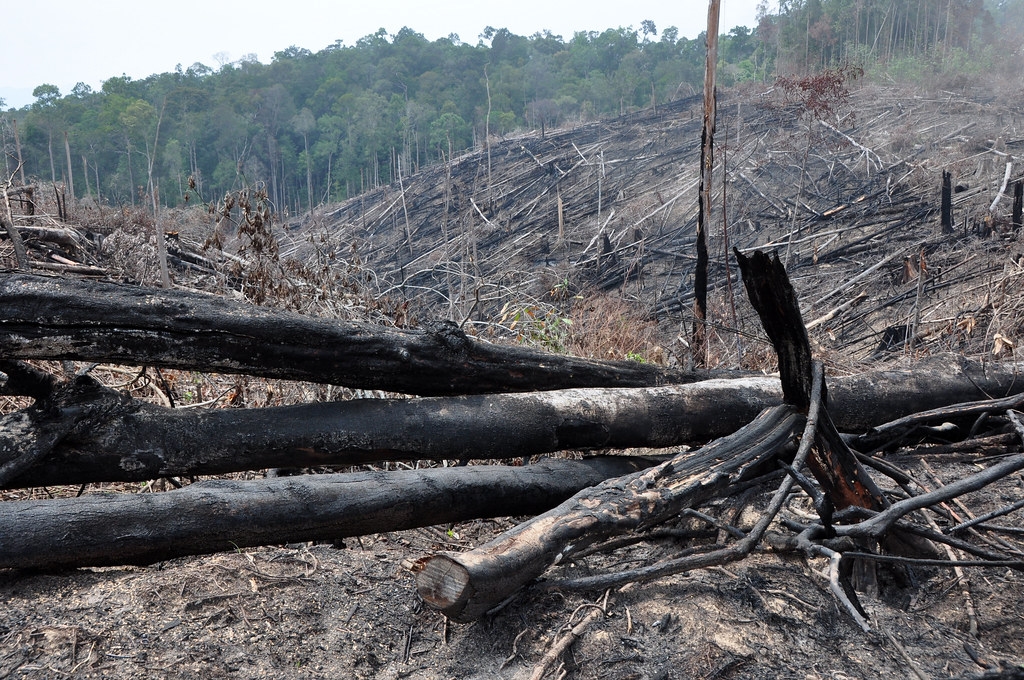 到2019年,每年森林流损总量的42%发生在高海拔地区,森林流损范围的边界以每年大约15公尺的速度往上移动。照片来源:Donald Bason/USAID FA