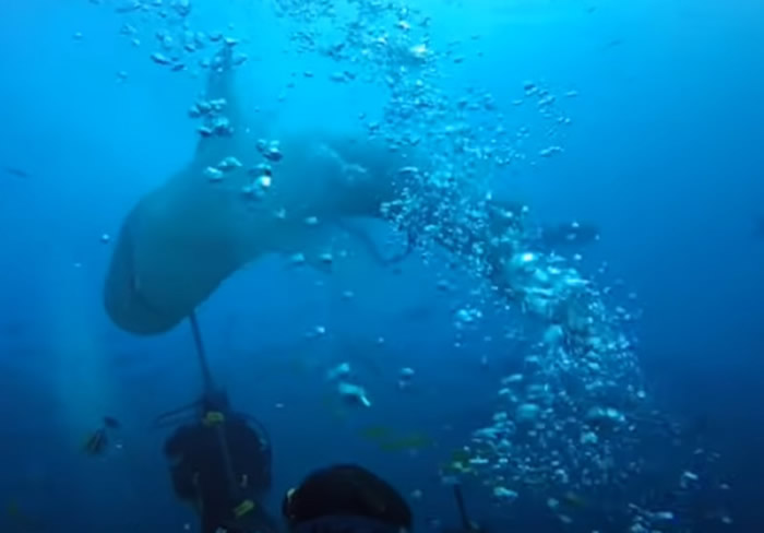 斐济贝卡岛虎鲨狠咬潜水者头部不放 众人对它拳打脚踢才驱离