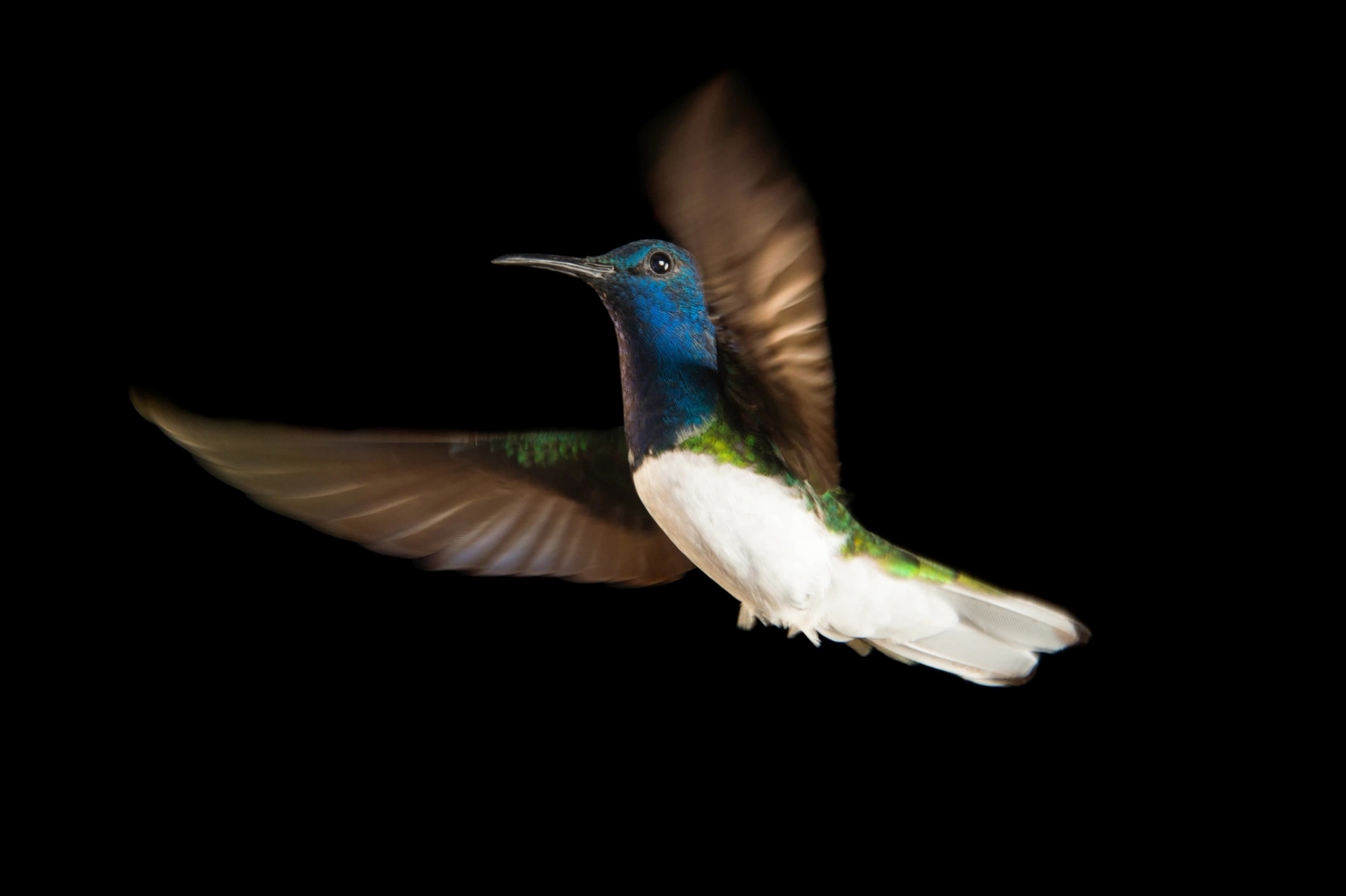 《当代生物学》：模仿雄鸟体色能帮助雌性白颈蜂鸟在进食时避免其他蜂鸟的骚扰