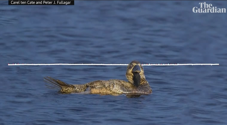 �Ĵ�����һֻ������Ѽ��˵��You bloody fool!��