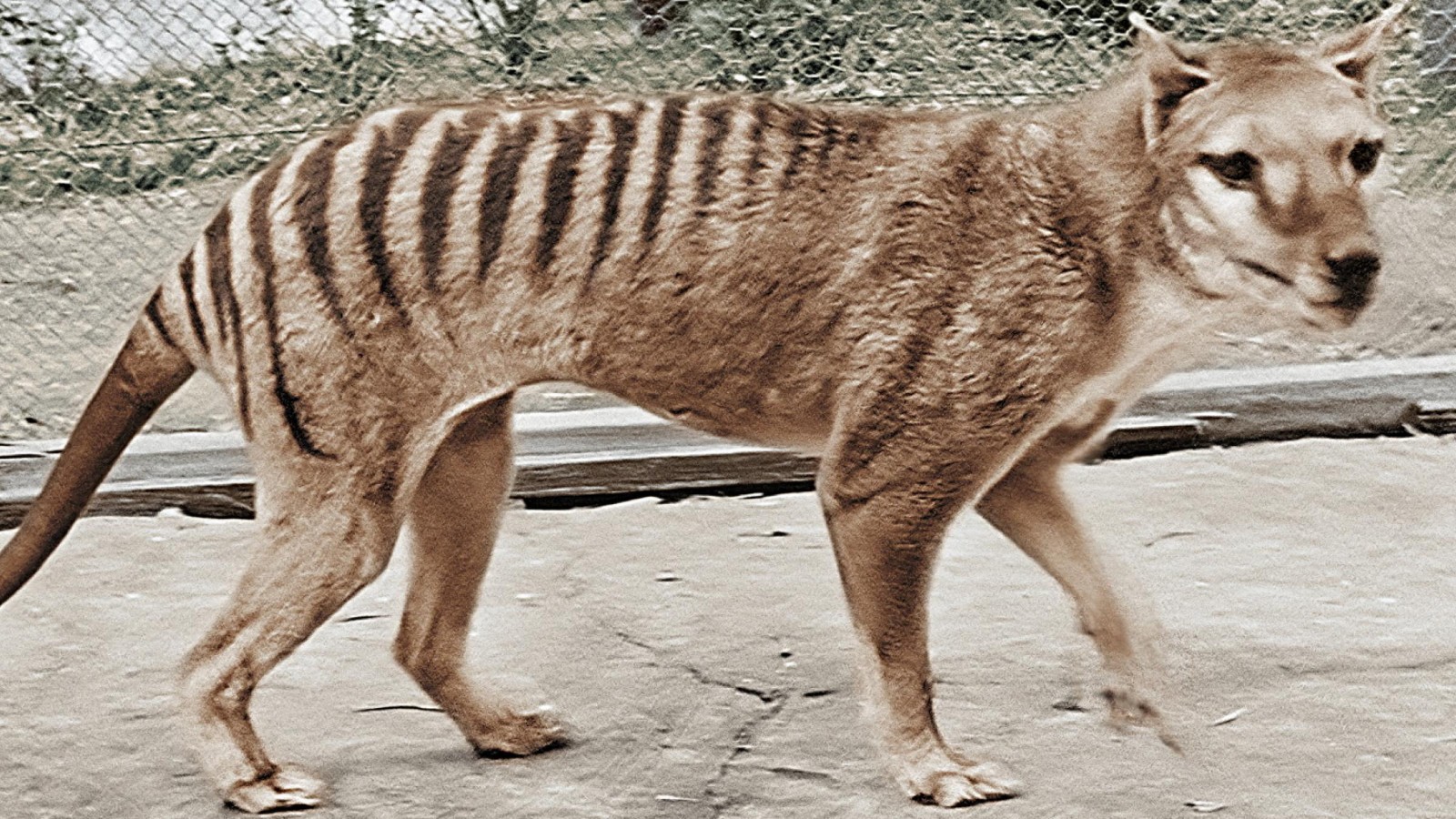 NFSA分享最后一只袋狼（塔斯马尼亚虎）的4K彩色高清重制版影像