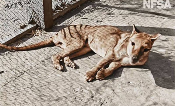 世界上最后一只袋狼Thylacine生前真面目彩色影像首度曝光