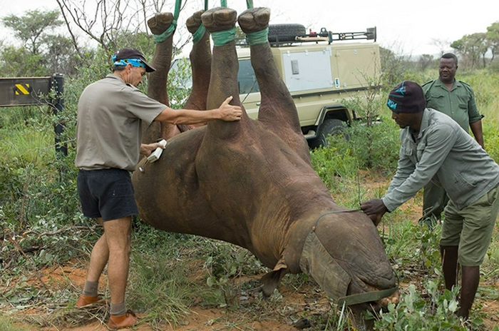 搞笑诺贝尔奖又来了:用倒吊的方式转移犀牛会使犀牛难受吗?