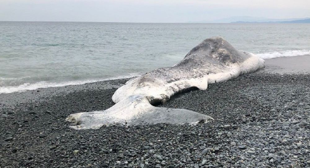 日本小田原市海滩发现身长超过14米的抹香鲸尸体