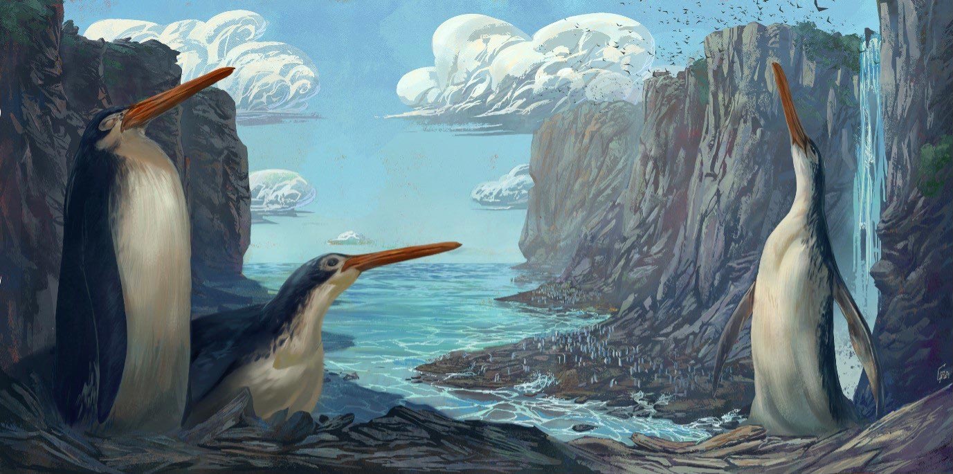 新西兰学童发现的巨型企鹅化石是新物种