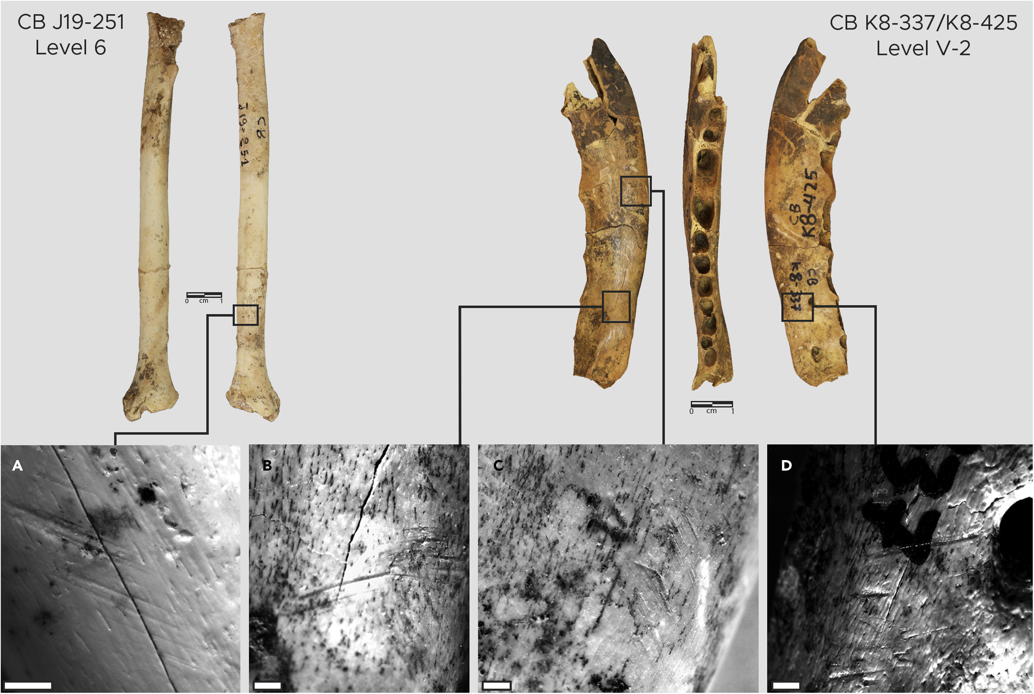 摩洛哥Contrebandiers洞穴发现古人类用来将毛皮做成衣服的骨质工具 距今9万至12万年