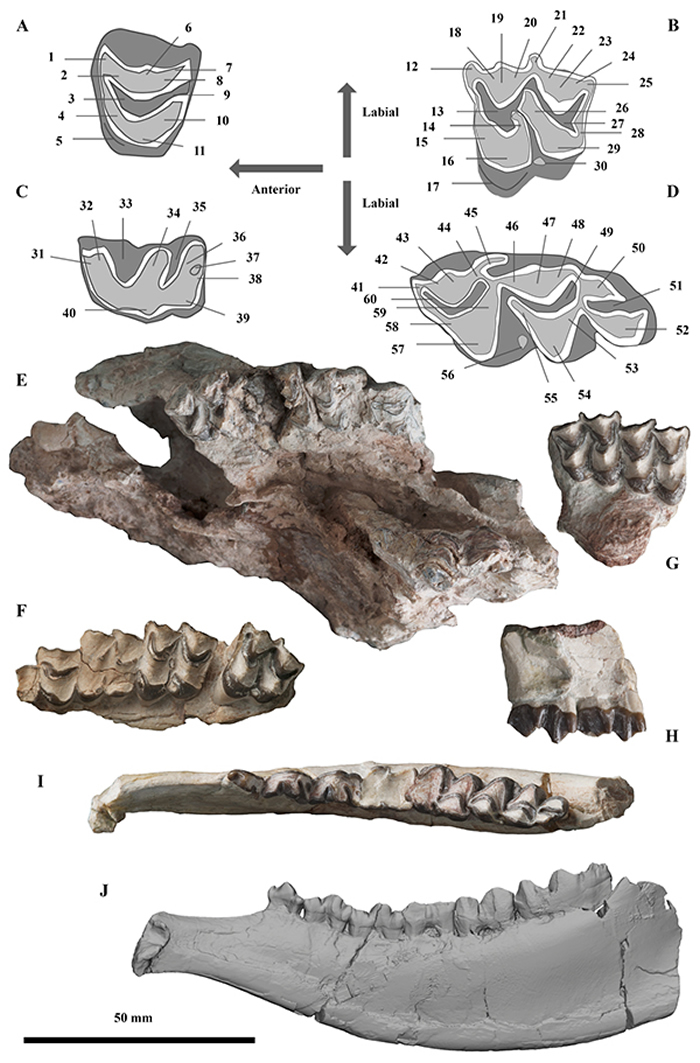 ��ˮ����Amphimoschus xishuiensis�ļճ�