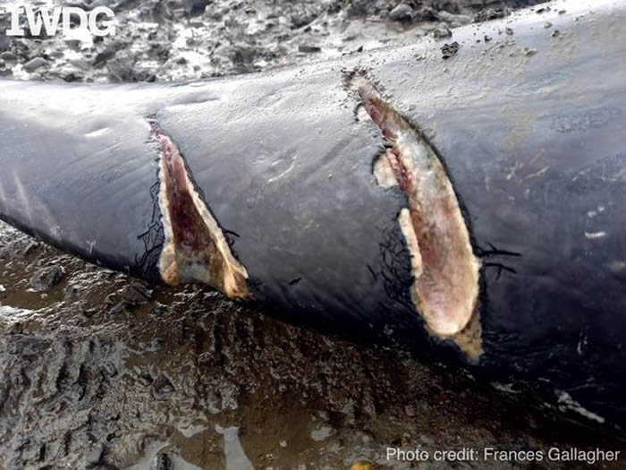 英国康瓦尔郡瓶鼻海豚Nick在港口跟人玩爆红 3周后被船撞死陈尸海湾