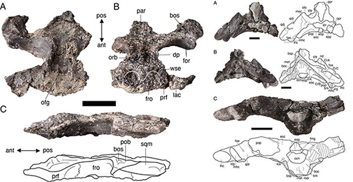 龙山延吉鳄Yanjisuchus longshanensis gen. et sp. nov.正型标本头骨及线条图 （Rummy et al., 2021）