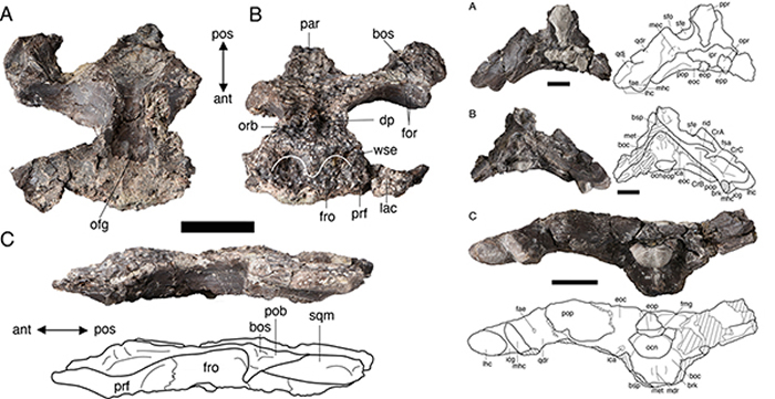 ɽӼYanjisuchus longshanensis gen. et sp. nov.ͱ걾ͷǼͼ Rummy et al., 2021