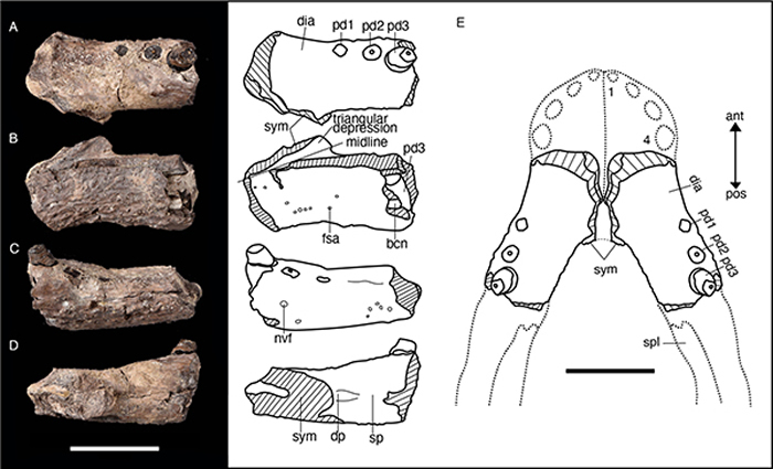 龙山延吉鳄Yanjisuchus longshanensis gen. et sp. nov.正型标本齿骨照片及线条图（Rummy et al., 2021）