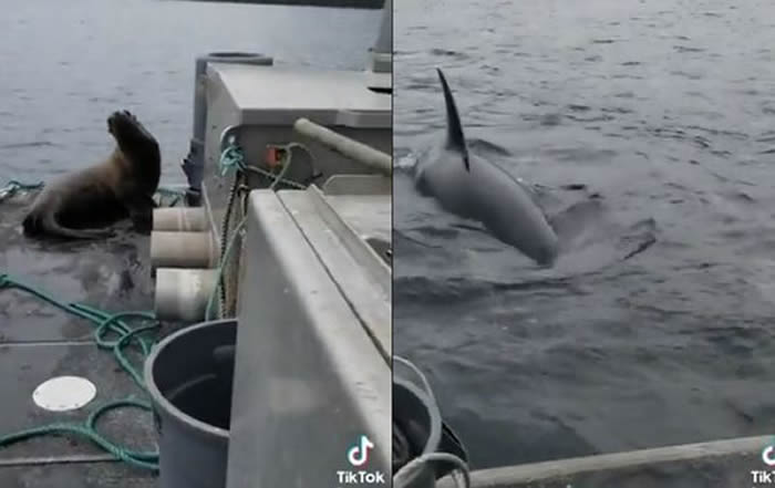 ôŮӸΪӱܻ׷ɱϴĺʨ Ʋƻʳ