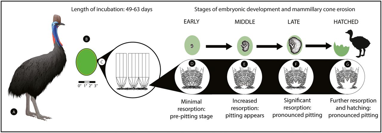 1.8����ǰ�¼����ǵ�������ܿ�ʼ��������������Σ�յ��񡱺��ң�ʳ�𼦣�