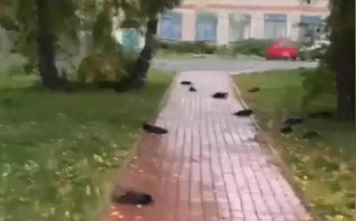 ����˹���������ǵ���˹�����巢��һ������ֻ��ѻ����������������������¼�