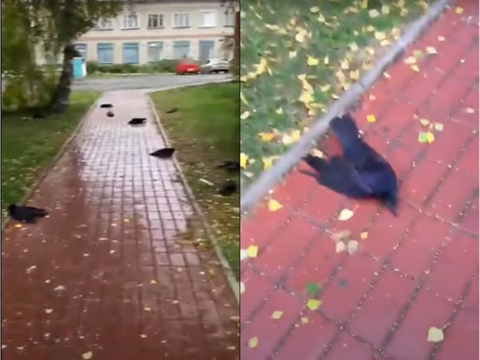 ����˹���������ǵ���˹�����巢��һ������ֻ��ѻ����������������������¼�