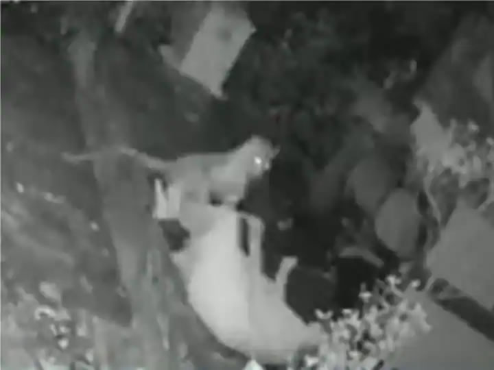 �ڼ�������Ϣһֻ�����˹��� ӡ�ȸ�����������ʹ�ɹ�����