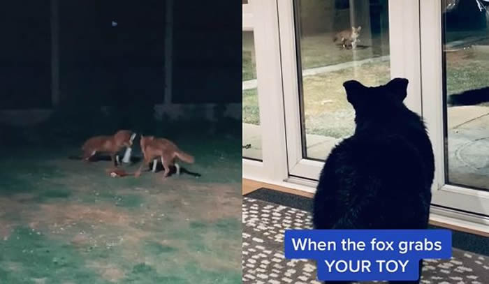 英国野生狐狸跑进一户人家庭院叼玩具开心抛高 狗狗隔窗目睹气炸
