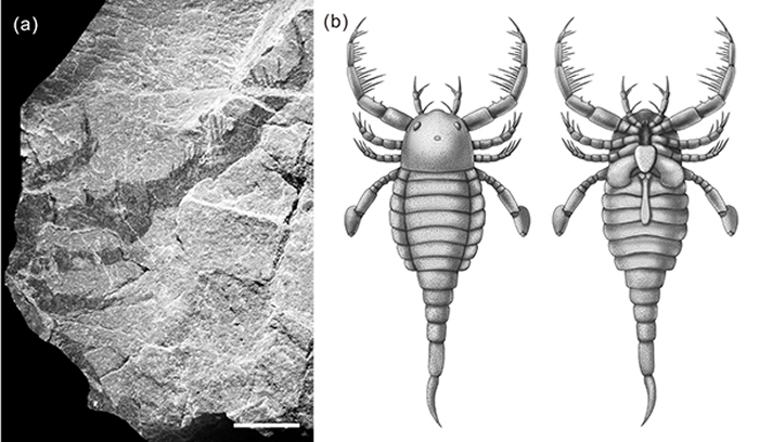 ɽףTerropterus xiushanensisʯԭͼ棩