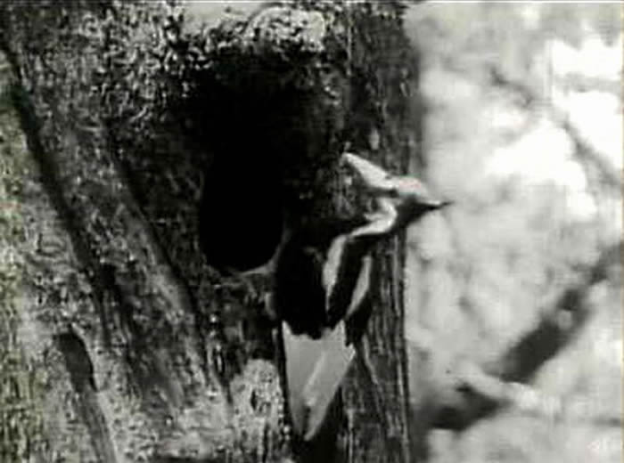 美国宣布“上帝之鸟”象牙喙啄木鸟灭绝