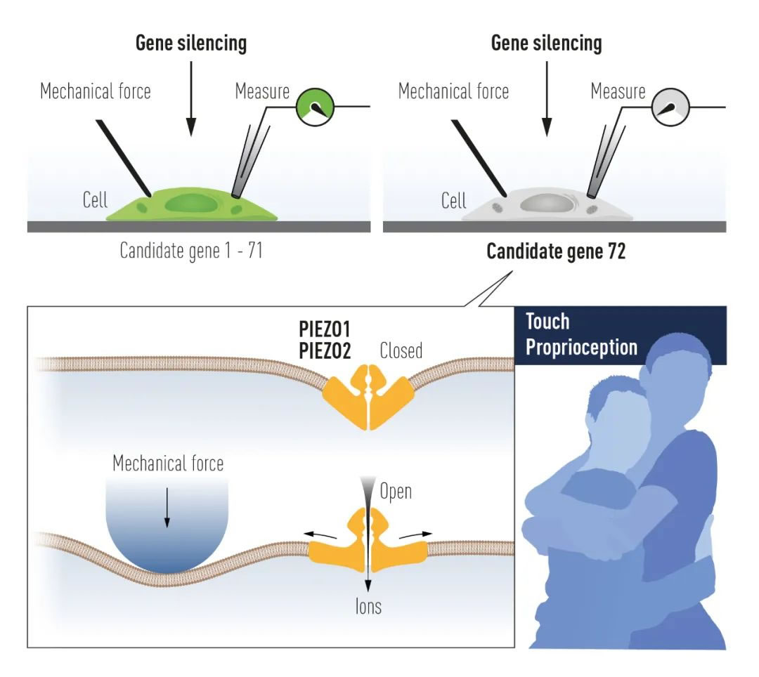 帕塔普提安使用培养的机械敏感细胞来识别由机械力激活的离子通道。经过艰难的搜索，Piezo1和Piezo2两个离子通道相继被发现。