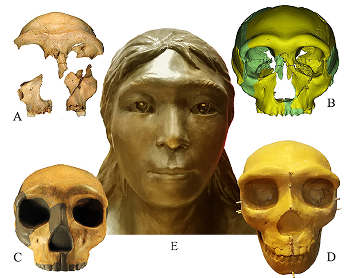 华龙洞6号头骨面貌复原A：华龙洞6号化石；B：虚拟复原头骨；C：实体复原头骨；D：雕塑头骨；E：复原像