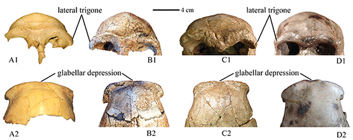 部分更新世中期中国古人类化石。从左到右：华龙洞6号、周口店 12号、和县、大荔