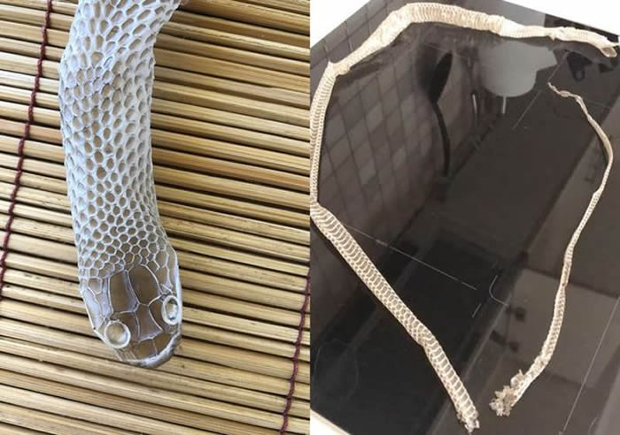 澳洲女子家中发现1公尺蛇皮 翻遍内外找不到吓到不敢睡觉