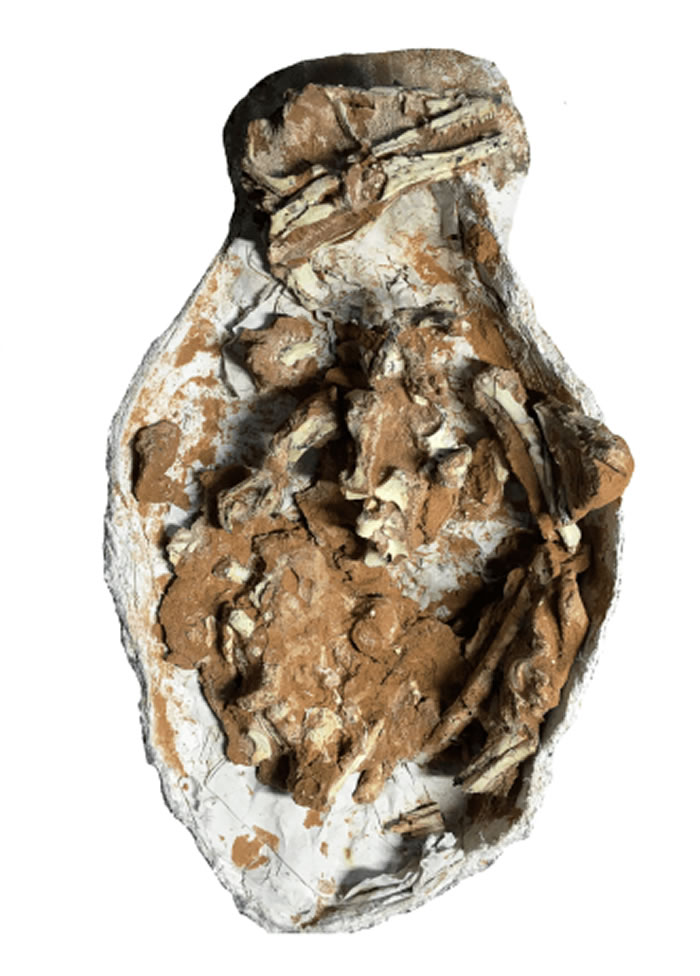 巴彦淖尔市发现的兽脚类恐龙化石为伤齿龙科新属种——内蒙古蝶猎龙