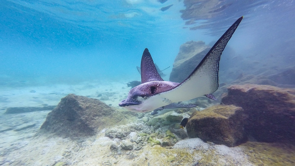 eagle rayӥһ㡣ƬԴVaqueroFrancisCC BY-NC-ND 2.0