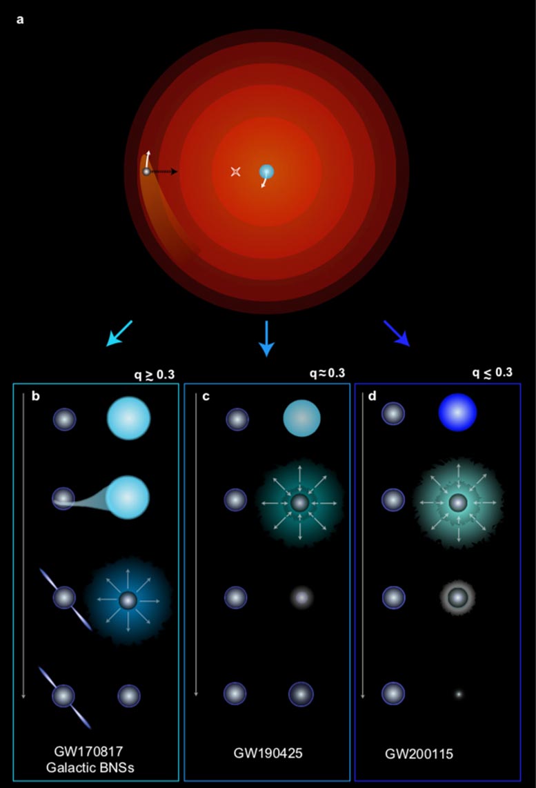 新研究显示在超新星中被剥离的大质量恒星爆炸如何导致重中子星或轻黑洞的形成