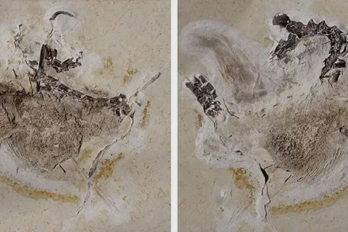 ֵ¿Ubirajara jubatusDani Navarro